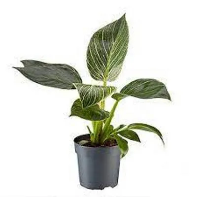 Филодендрон Биркин 17/40 фото в интернет-магазине Флоранж