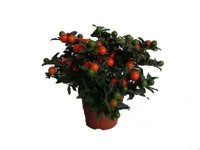 Соланиум Мегабол 14/25 фото в интернет-магазине Флоранж