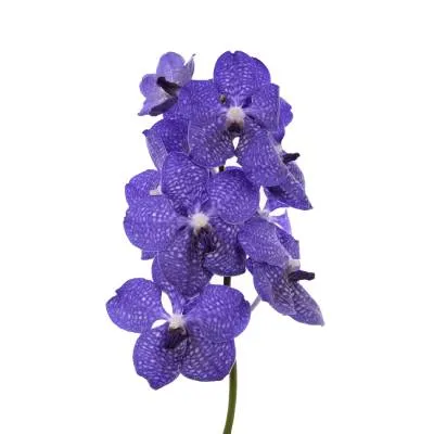 ванда Дарк Блу фото в интернет-магазине Флоранж