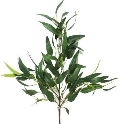 эвкалипт Виктория фото в интернет-магазине Флоранж