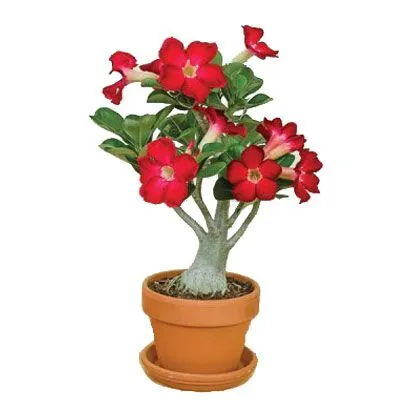 Адениум 14/30 фото в интернет-магазине Флоранж