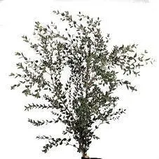 эвкалипт Парвифолия фото в интернет-магазине Флоранж
