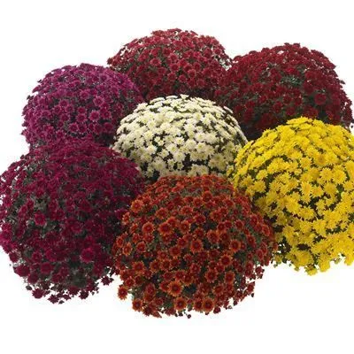 Хризантема мультифлора 13/30 фото в интернет-магазине Флоранж