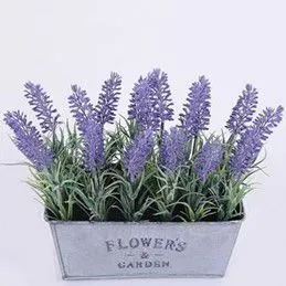 Лаванда в металлическом поддоне, 20 см фото в интернет-магазине Флоранж
