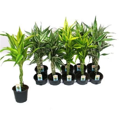 Драцена Сандериана 12/50 переплет фото в интернет-магазине Флоранж