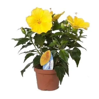 Гибискус Санни Гаванна 13/40 фото в интернет-магазине Флоранж