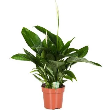 Спатифиллюм Компакт 17/60 фото в интернет-магазине Флоранж