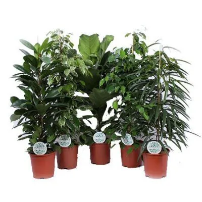 Фикус Микс 21/100 фото в интернет-магазине Флоранж