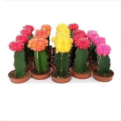 Кактус Гимно 06/25 фото в интернет-магазине Флоранж