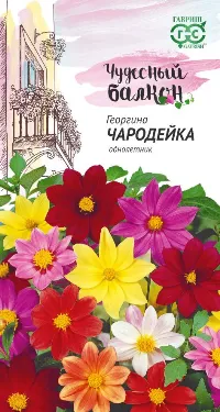 Георгина Чародейка (цветной пакет) 0,3г; Гавриш фото в интернет-магазине Флоранж