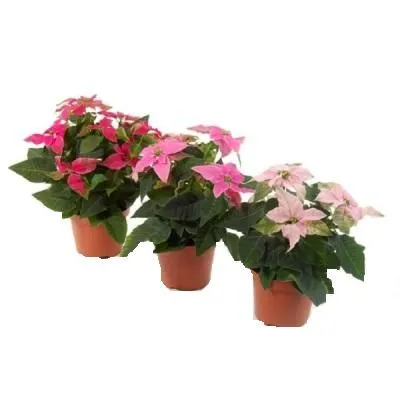 Пуансетия Микс 13/35 фото в интернет-магазине Флоранж