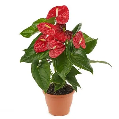 Антуриум Алоха Ред 17/60 фото в интернет-магазине Флоранж