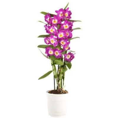 Дендробиум Нобиле Пурпл 12/60 фото в интернет-магазине Флоранж