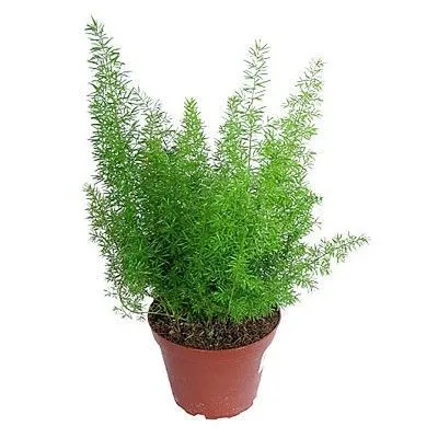 Аспарагус Умбелатус 12/30 фото в интернет-магазине Флоранж