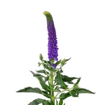 вероника Смарт Неви фото в интернет-магазине Флоранж