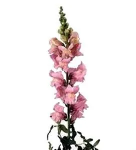 лювенбекия Авигнон Пинк фото в интернет-магазине Флоранж