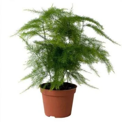 Аспарагус Сетас 12/30 фото в интернет-магазине Флоранж