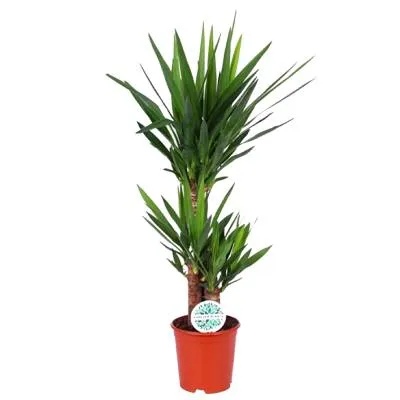 Юкка 21/100 3 ств. (60/30/15) фото в интернет-магазине Флоранж