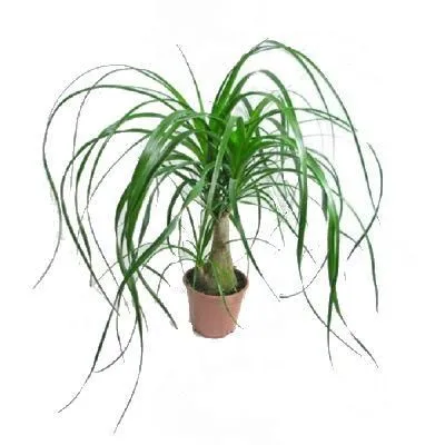 Нолина Бьюкарнея На Штамбе 12/30 фото в интернет-магазине Флоранж