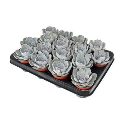 Эхеверия Лилацина 12/15 фото в интернет-магазине Флоранж