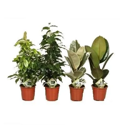 Фикус Микс 17/65 фото в интернет-магазине Флоранж