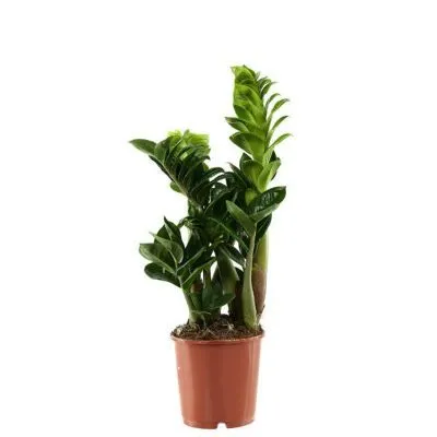 Замиокулкас Зензи 14/40 фото в интернет-магазине Флоранж