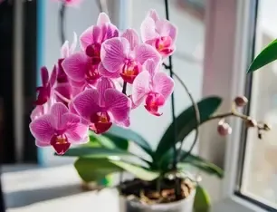 Чем подкармливать орхидею