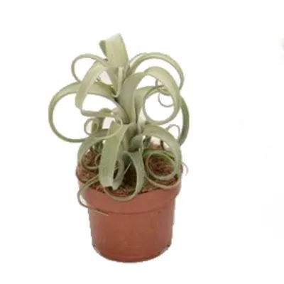 Тилландсия Курли Слим 12/30 фото в интернет-магазине Флоранж