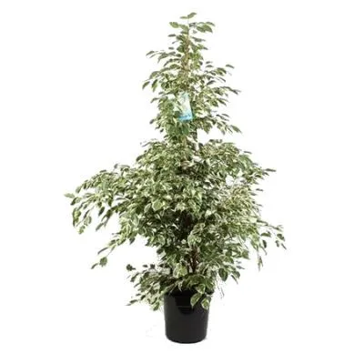 Фикус Бенджамина Профит 27/165 фото в интернет-магазине Флоранж