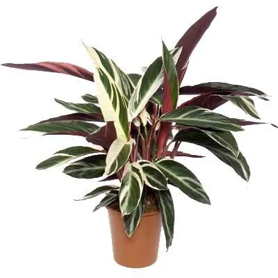 Строманта Триостар 14/40 фото в интернет-магазине Флоранж