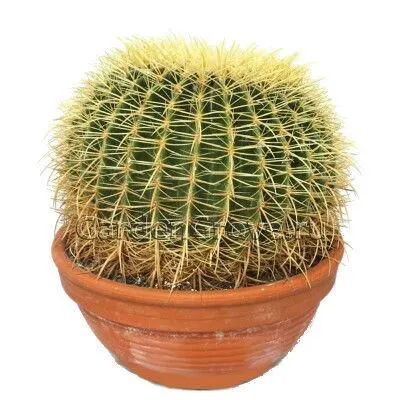 Кактус Эхиногрузони 27/30 фото в интернет-магазине Флоранж