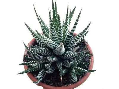 Хавортия Микс 05/10