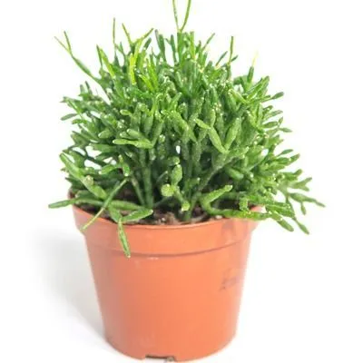 Рипсалиc Бурчелли  15/30 фото в интернет-магазине Флоранж