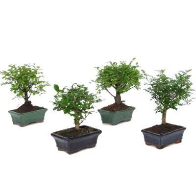 Бонсай Микс 11/15 фото в интернет-магазине Флоранж