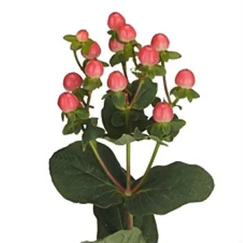 гиперикум Свит Романс