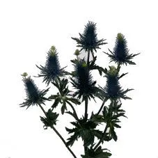 эрингиум Супернова Квистар фото в интернет-магазине Флоранж