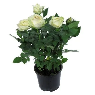 Роза Патио Вайт 17/45 фото в интернет-магазине Флоранж