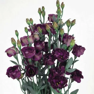 эустома Розанна Блэк Перл фото в интернет-магазине Флоранж