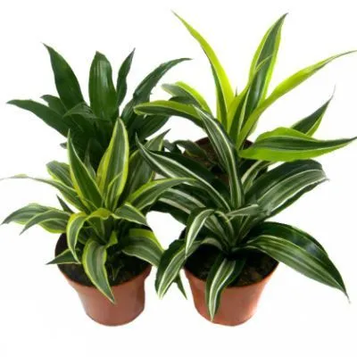 Драцена Драгон микс 12/25 фото в интернет-магазине Флоранж