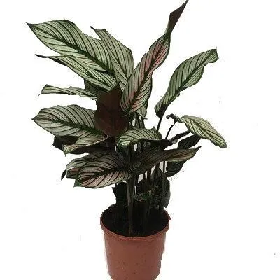 Калатея Вайт Стар 19/80