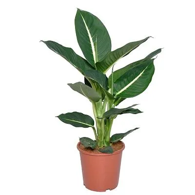 Диффенбахия Грин Меджик 12/40 фото в интернет-магазине Флоранж