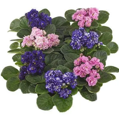 Сениполия Розана Микс 10/20 фото в интернет-магазине Флоранж