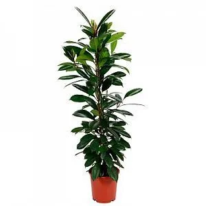 Фикус Циатистипула 17/80 фото в интернет-магазине Флоранж