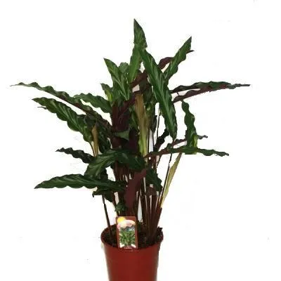 Калатея Элгер Грасс 17/60