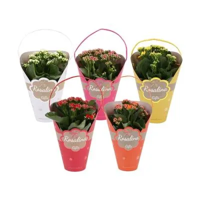 Каланхое Розалина Гифт 12/25  фото в интернет-магазине Флоранж