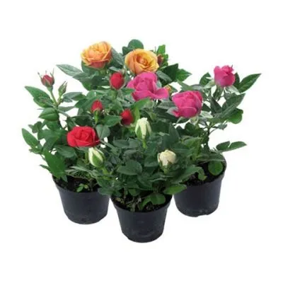 Роза Микс 12/25  фото в интернет-магазине Флоранж