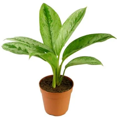 Аглонема Грин-Йеллоу 12/35 фото в интернет-магазине Флоранж