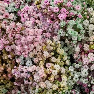 _гипсофила краш рейнбоу изр.