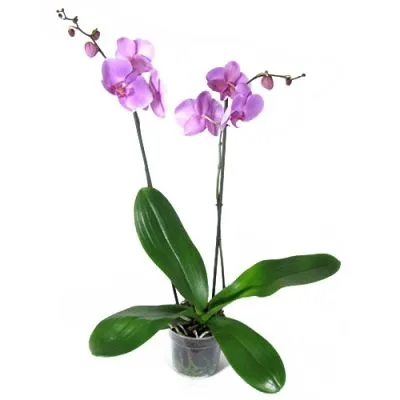 Фаленопсис микс 12/50 2 ств сиреневый фото в интернет-магазине Флоранж