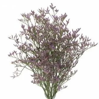 лимониум Cафора Лила фото вживую в руках, состав, цветовая гамма 